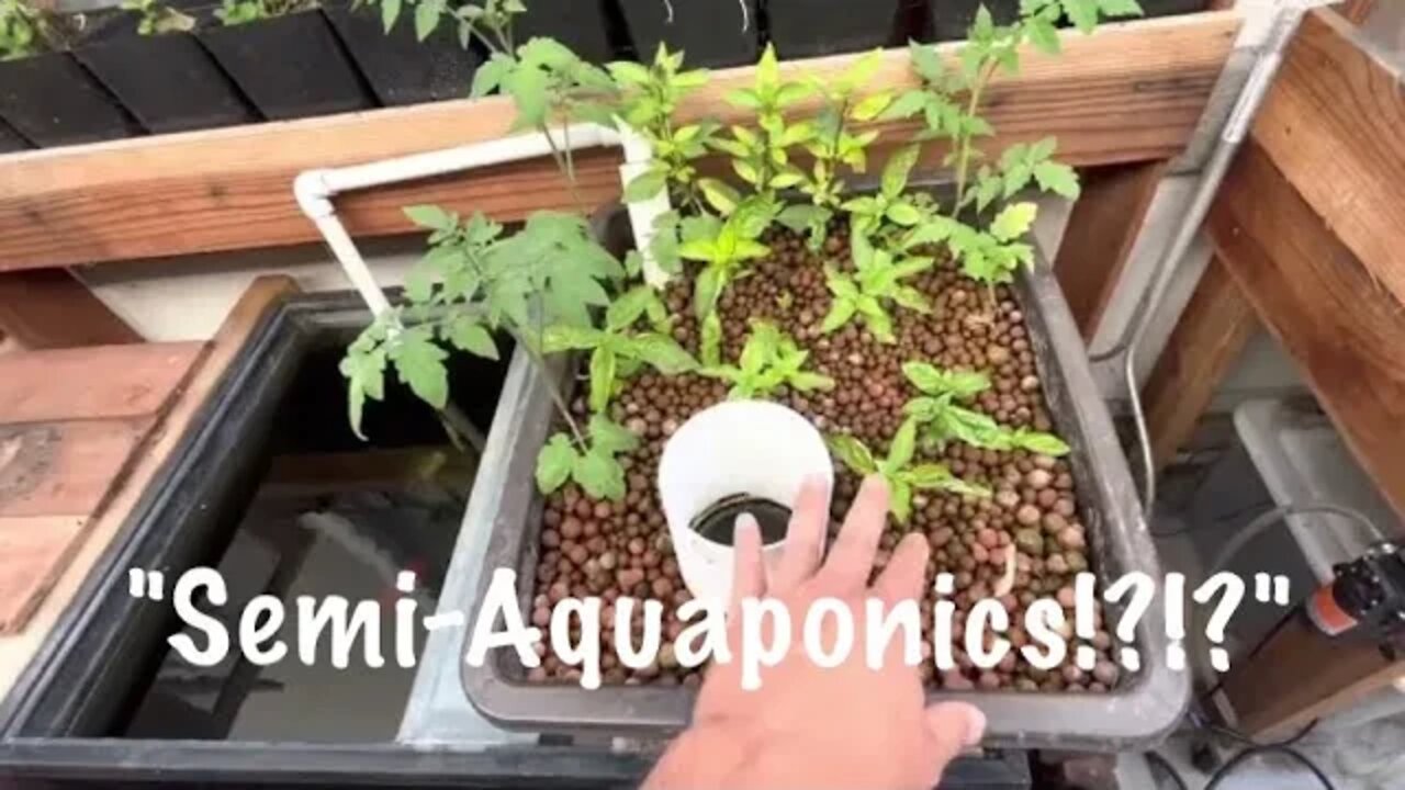 Semi Aquaponics System. Water Garden and Make "Castings Tea"