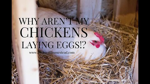 Why Aren't My Chickens Laying Eggs?!