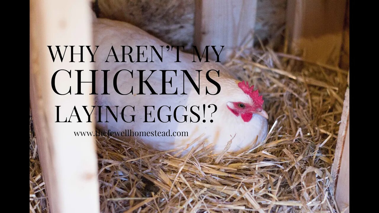 Why Aren't My Chickens Laying Eggs?!