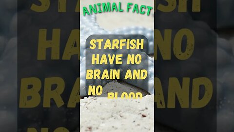 🦌⭐Discover Fascinating Animal Facts👀 #shorts #shortsfact #animalfacts #funfactsshorts #starfish