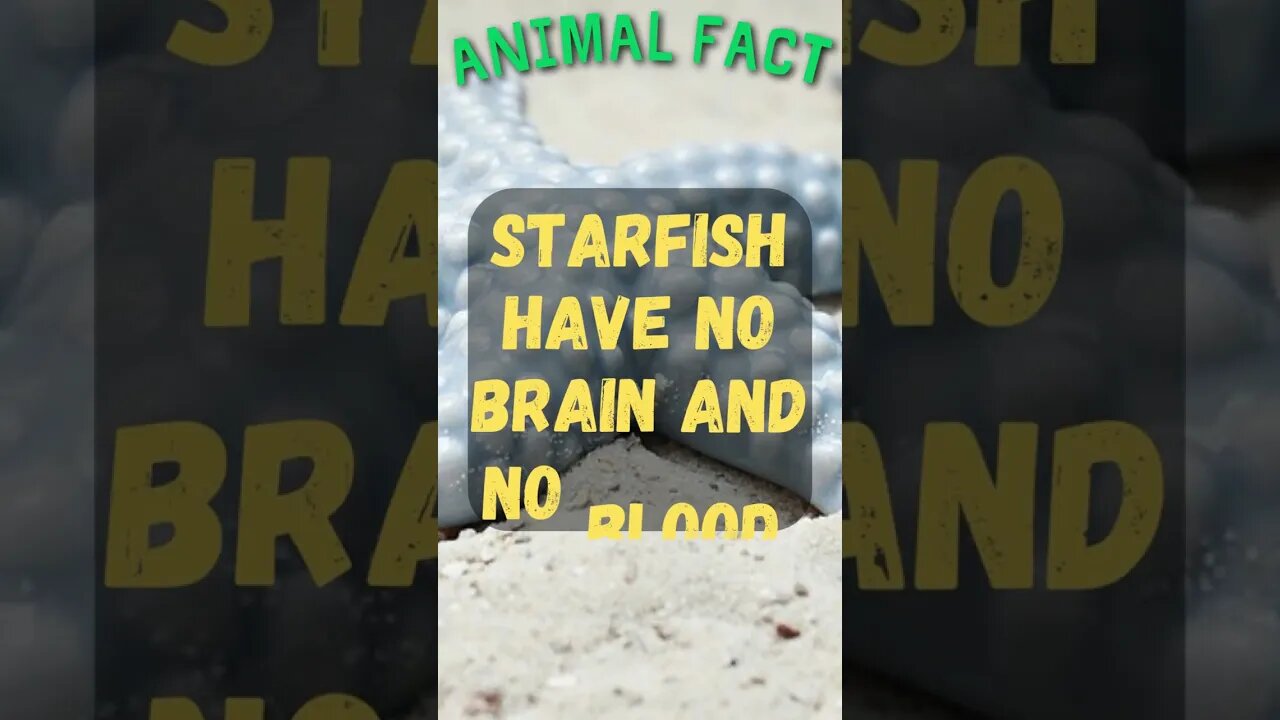 🦌⭐Discover Fascinating Animal Facts👀 #shorts #shortsfact #animalfacts #funfactsshorts #starfish