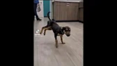 Cheerful canine dancing :)