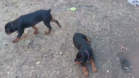 Rottweilers - Lil' (Uhm...Big) Eddie & Faye -15 Weeks Today. Muscular As All Heck.