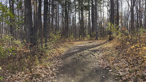 A Fall Walk