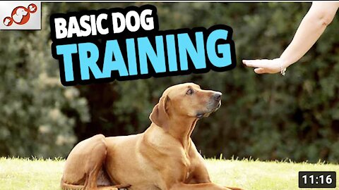 🐕 Basic Dog Training – TOP 10 Essential Commands Every Dog Should Know!