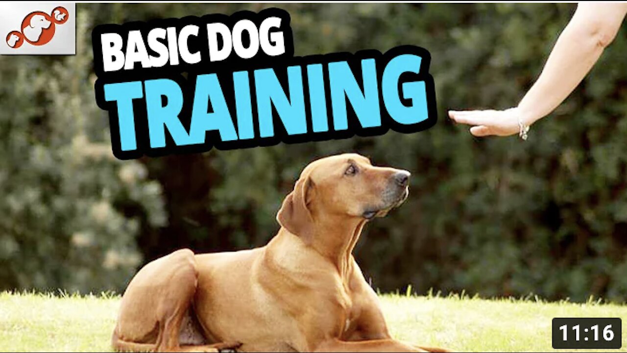 🐕 Basic Dog Training – TOP 10 Essential Commands Every Dog Should Know!