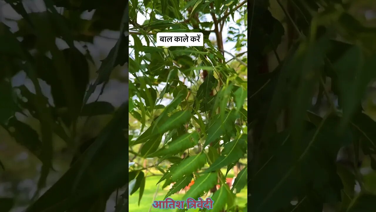सफेद बाल काले करें