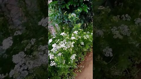 Good Morning Dear World My Garden Stories| Beautiful| Coriander Plants with Flowers #status #shorts