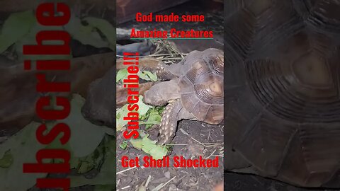 Check out this turtle! #share #subscribetomychannel #god made #amazing #creatures !!!
