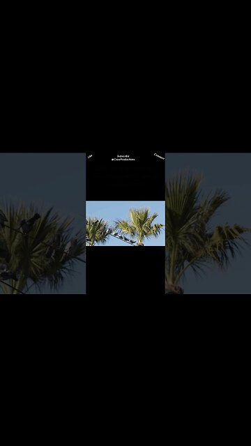 Why do birds sit on power lines #birds #shorts