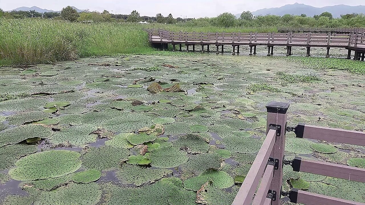 A colony of prickly lotus in a wetland reserve.