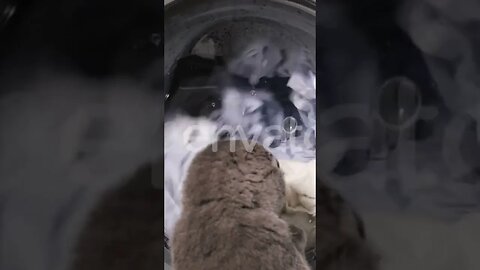 cat washing the dress