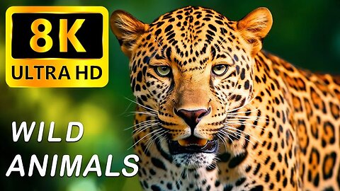 Ultimate Wild Animals Collection