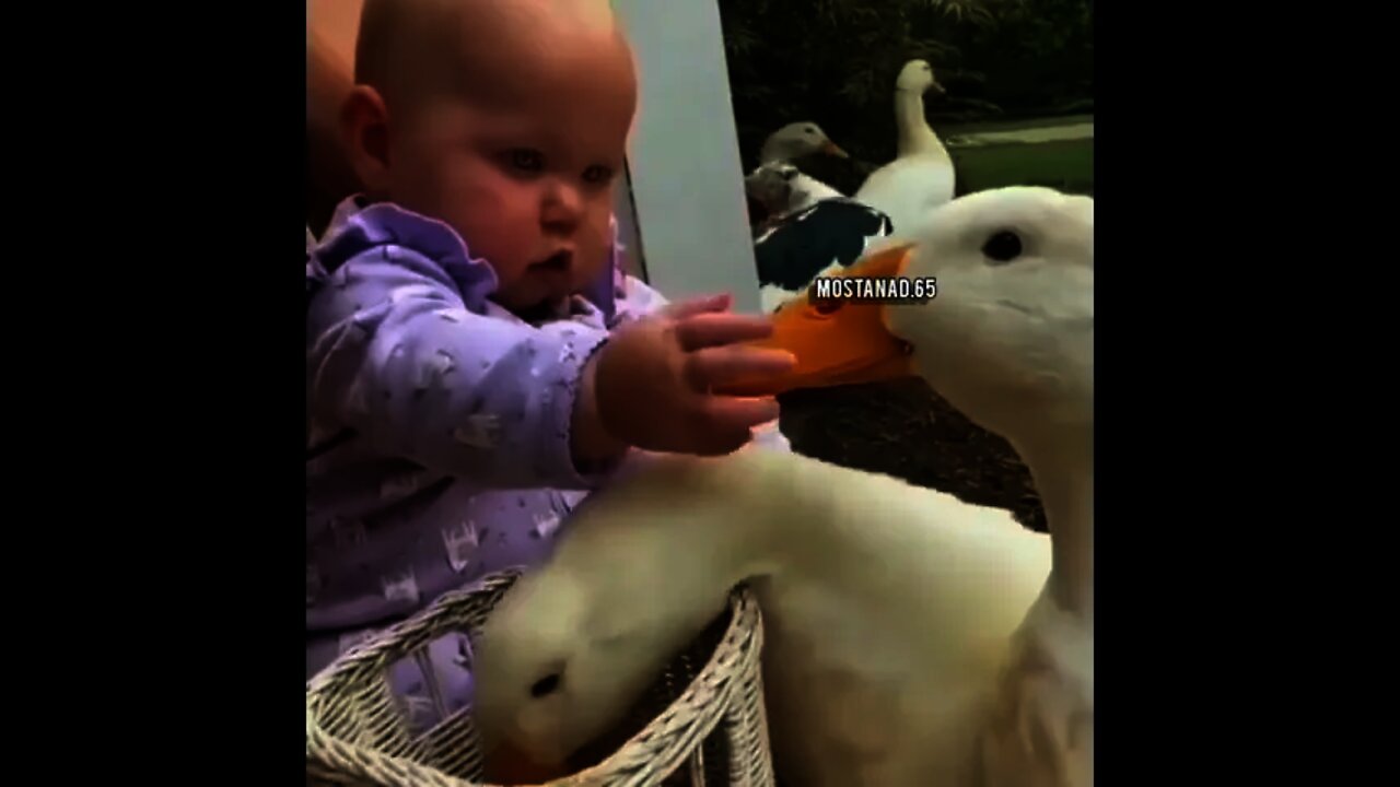 Cute 🥰 baby trying to get duck 🦆 teeth 🤣 | #Shorts #animal #Duck