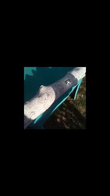 Watch Tesla Logo Crafted Using Solar Power