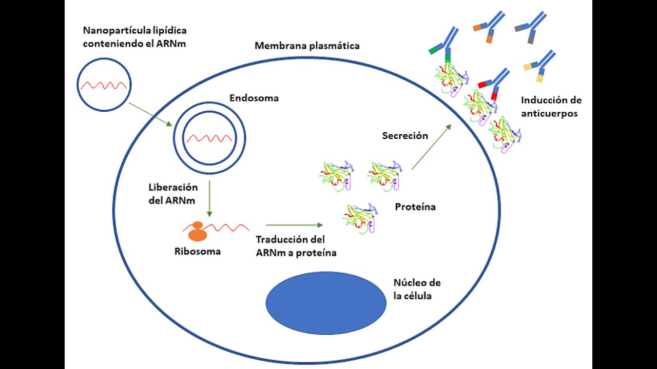 El ARN mensajero y las sincitinas, proteínas retrovirales humanas