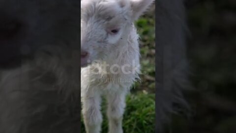 Lamb