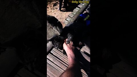 play with my pet cat