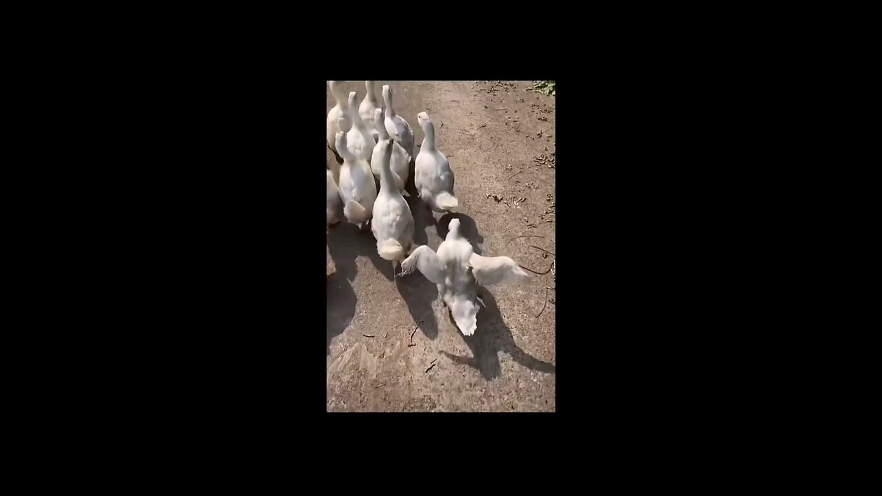 that one guy, who's never bored