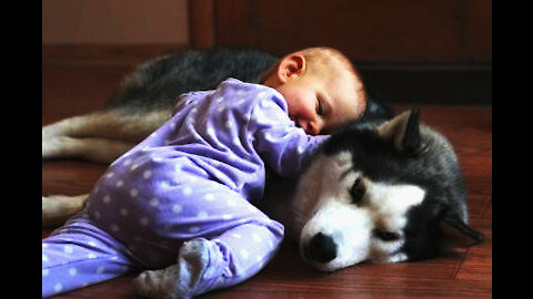 Adorable baby cuddle with husky