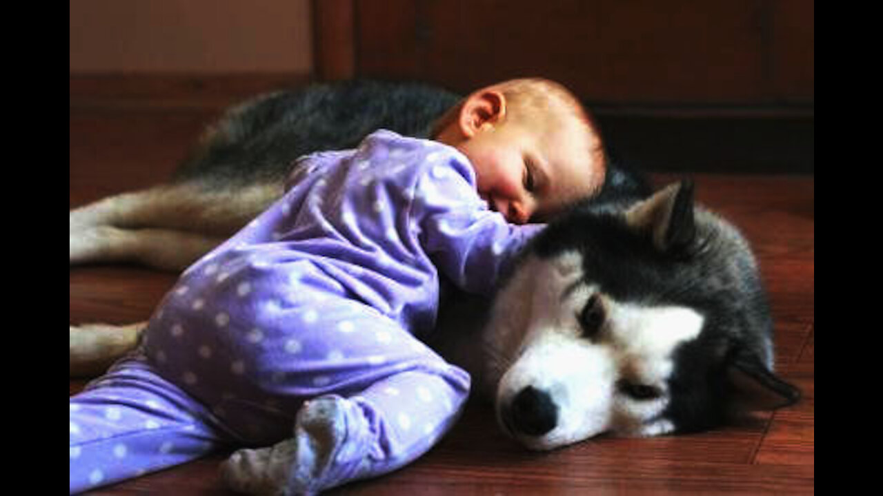 Adorable baby cuddle with husky