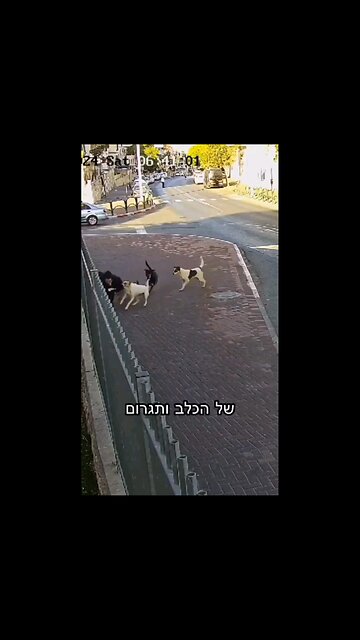 rabbis don't like dogs 🤣