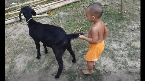 Adorably Precious Friendship with Baby and Goat | Funny Video