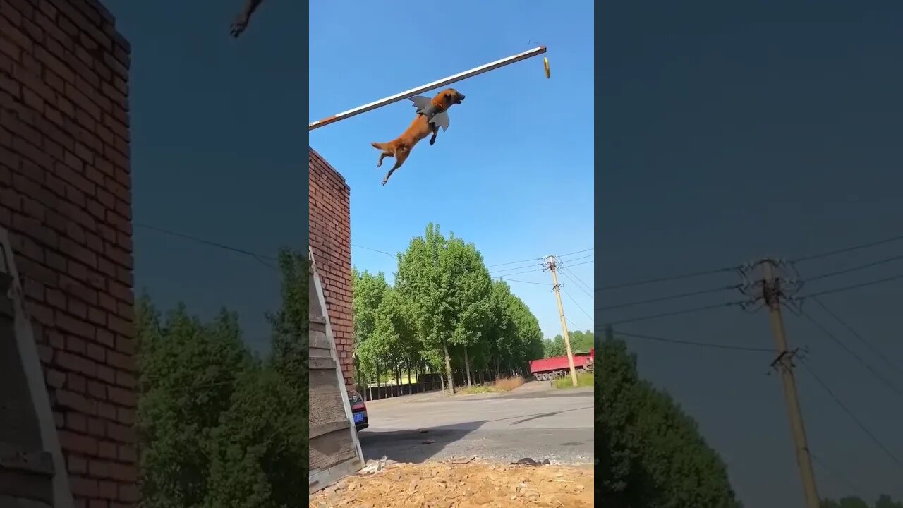 flying dog #dogjump