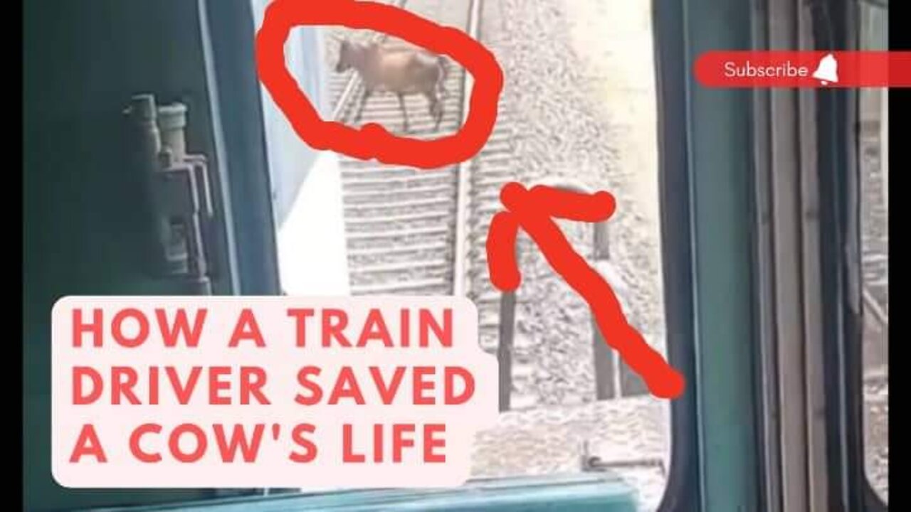 How a train driver saved a cow's life😱