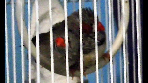 IECV PBV #84 - 👀 Sparky & Jumper In The Swing Together 12-7-2017