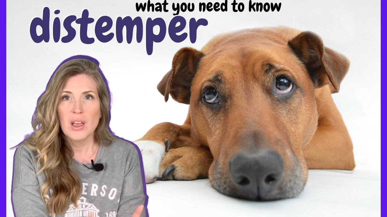 What You Need To Know: Distemper's In The News Again