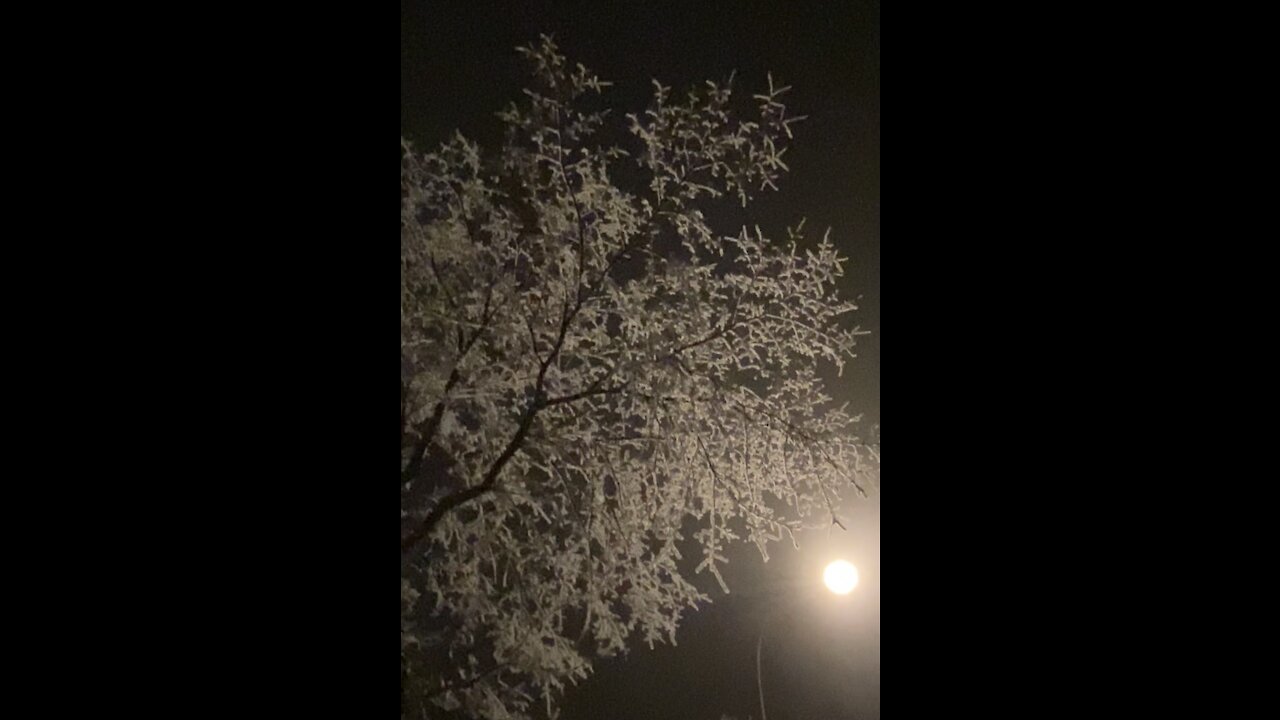 Hoarfrost forming as the Polar Vortex (otherwise known as winter) approaches Calgary, Alberta