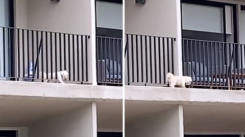 Fearless Pup Escapes From Balcony To Visit Neighbor