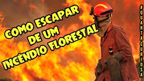 Como ESCAPAR de um INCÊNDIO FLORESTAL #quartacuriosa