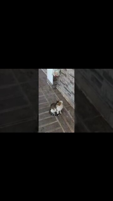 Funny Cats #shorts Subscribe For More Videos #cutecat #youtubeshorts