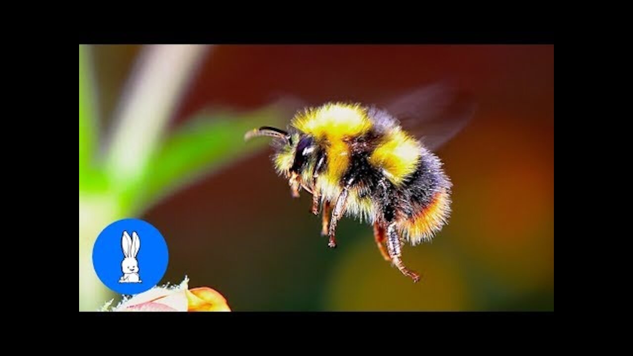 Giant Furry Bumblebees