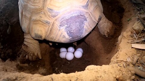 tortoise laying eggs and secure it