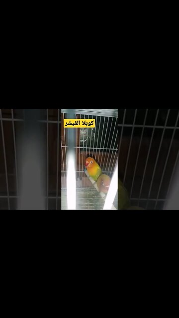 كوبلا الفيشر كيوت روعة