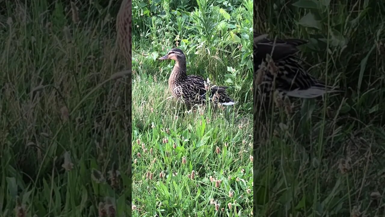 Unexpected Surprise: A Beautiful Day with an Army of Ducks