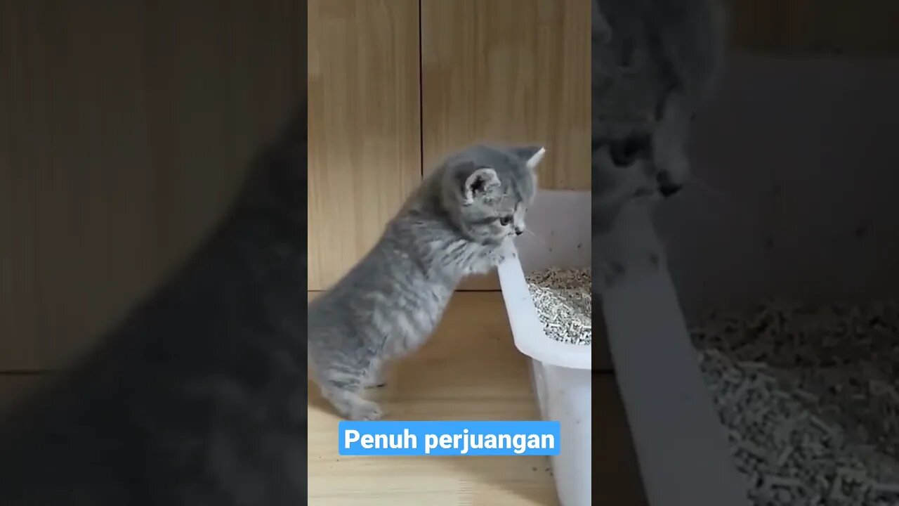 Penuh perjuangan #short #kucinglucu #kucingmeong