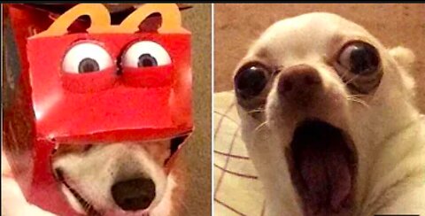 Funny Animal Videos that Make Me Burst Into Tears Laughing 😂 (CUTE)