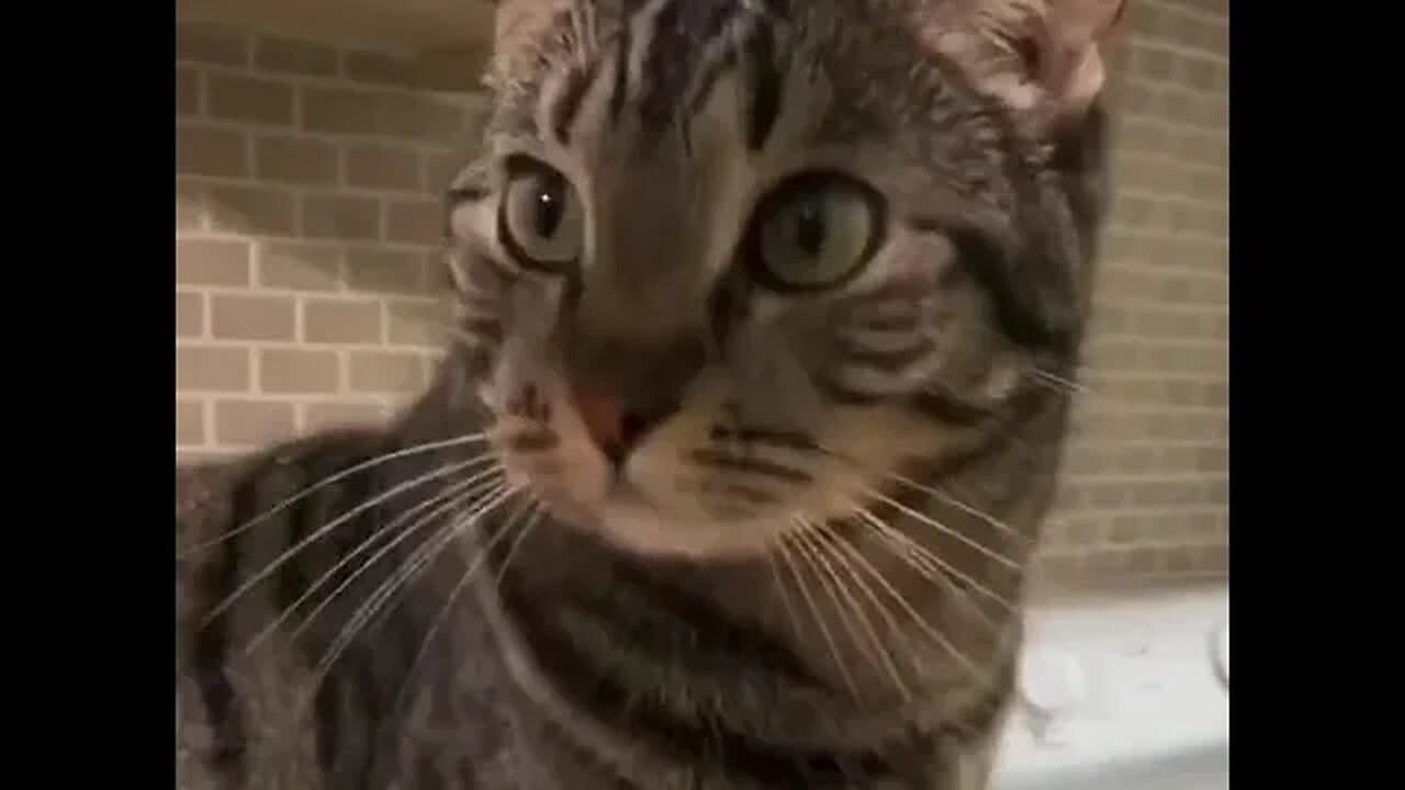 CAT VIDEO