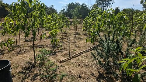 Kratom & Cannabis Garden in Thailand