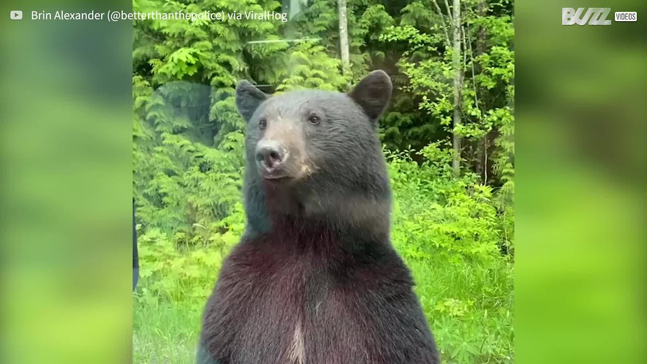 Urso curioso coloca-se em pé para ver interior do carro