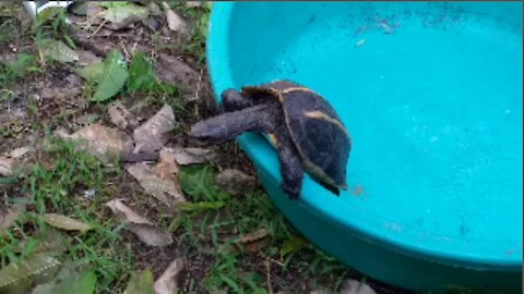 Trapped Turtle Never Stops Trying To Find Freedom