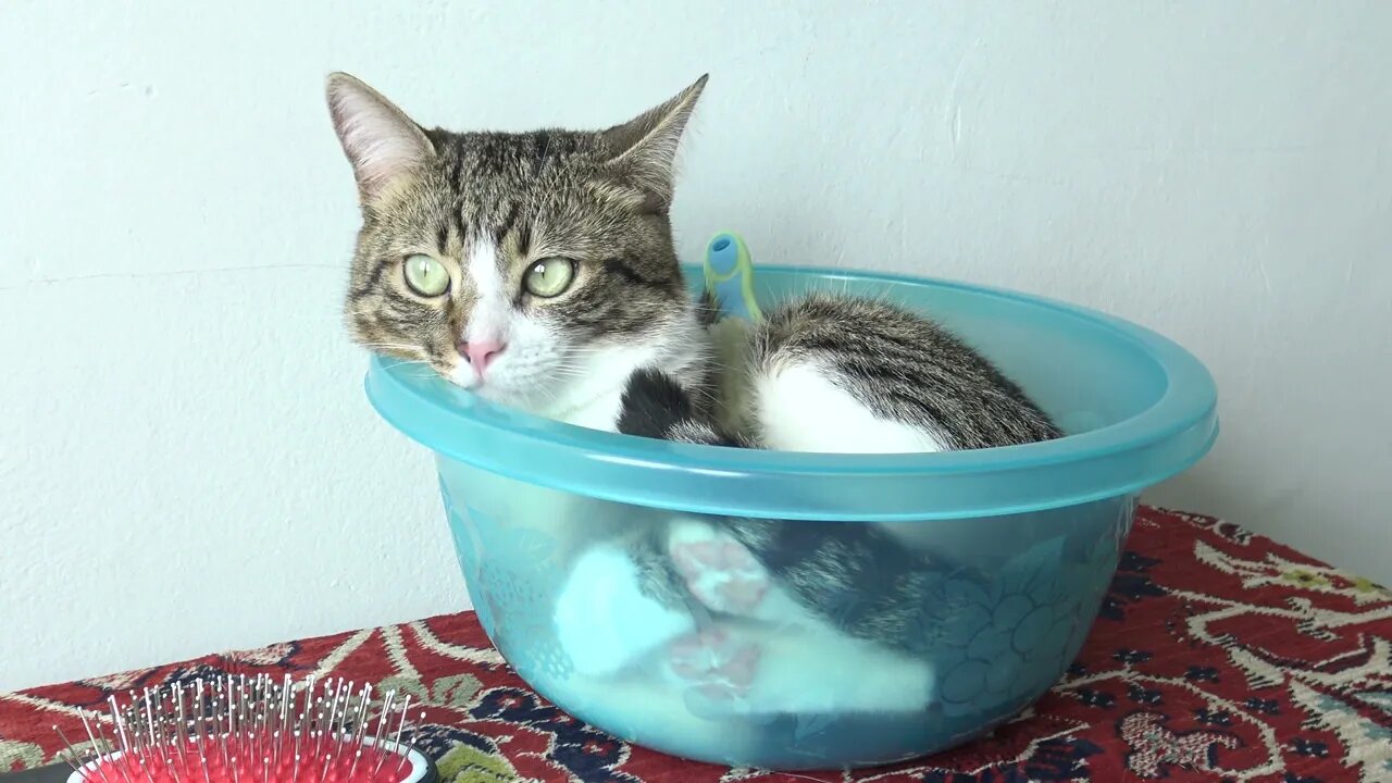 I Hide in the Bowl when Mom Wants to Brush Me