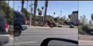 Horse killed before Heldorado Parade