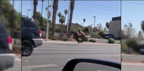 Horse killed before Heldorado Parade