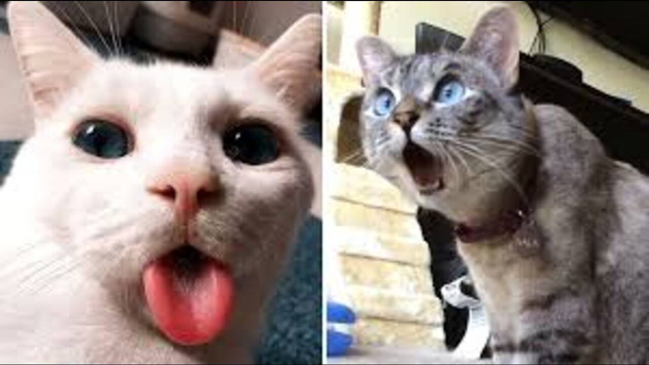 Try Not To Laugh - Funniest Cats And Dogs Videos #4 - Best Funny Animal Videos 2022