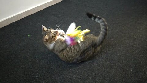A Playful Cat